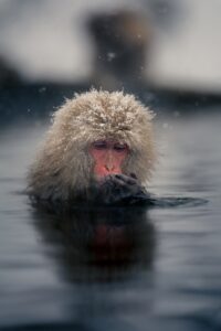 A snow monkey soaking in a steaming hot spring with frost on its fur in Nagano, central Japan, wildlife photograph by Mitsuki