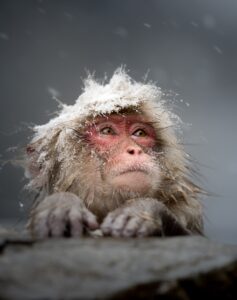 Close-up portrait of a snow monkey with snow on its head in winter in Nagano, central Japan, wildlife photograph by Mitsuki