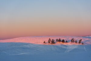 A row of trees on a snow-covered ridge bathed in soft pink alpenglow at dawn in central Japan, fine art landscape by Mitsuki