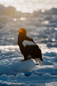 A Steller's sea eagle perched on drift ice in golden backlight in Hokkaido, Japan, wildlife photograph by Mitsuki