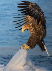 A white-tailed eagle landing on snow with wings spread and talons extended over the sea in Hokkaido, Japan, wildlife photograph by Mitsuki