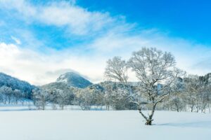 A lone bare tree in a snow-covered field beneath a blue winter sky and distant mountain in central Japan, fine art landscape by Mitsuki