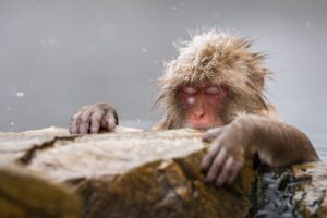 A snow monkey resting with closed eyes at the edge of a hot spring as snow falls in Nagano, central Japan, wildlife photograph by Mitsuki