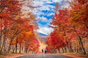 A tree-lined road blazing with red and gold autumn foliage in the mountains of central Japan, fine art landscape by Mitsuki